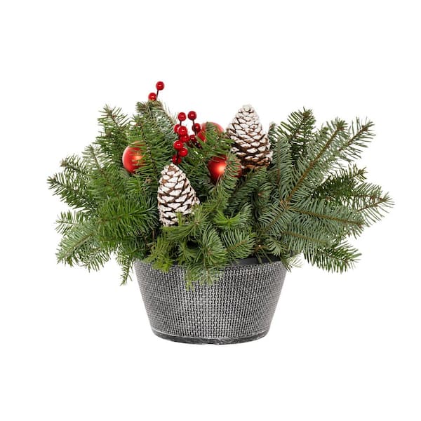1 Gal. 10 In. Traditional Red Holiday Greenery Arrangement in Decorative Bowl with Cut Greenery Live Plant