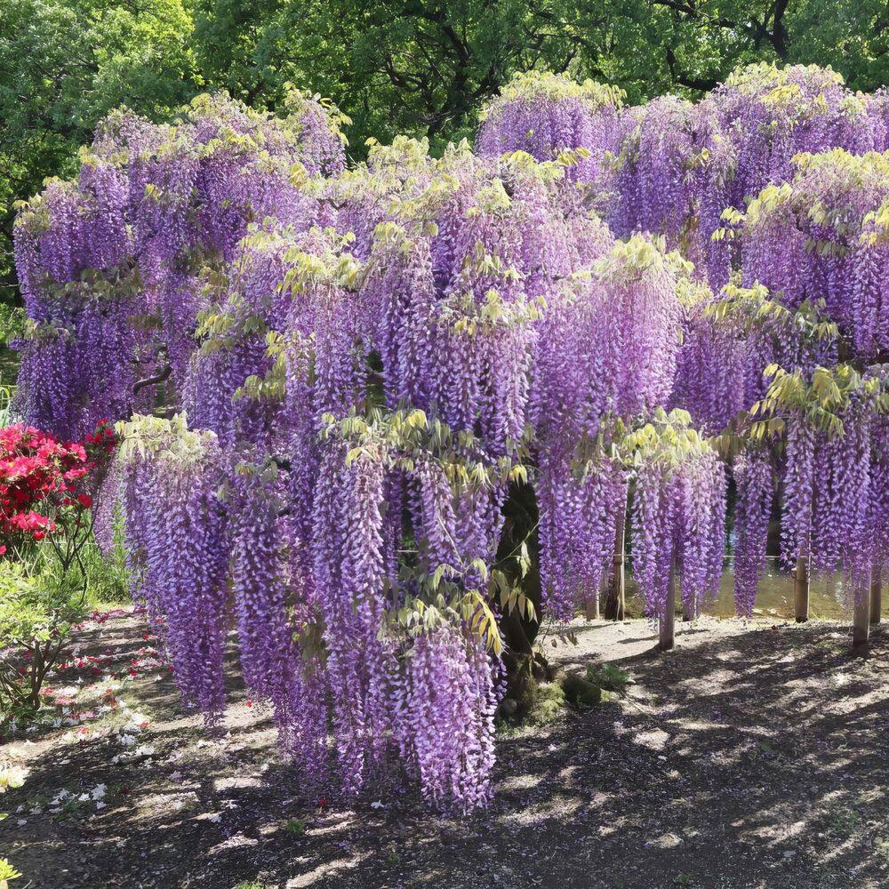 Amethyst Falls Light Purple Wisteria Vine