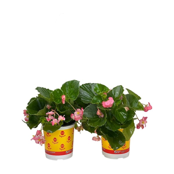 Pure Beauty Farms 2.5 Qt Big Begonia Green Leaf Pink Flower in Grower's Pot (2-Pack)