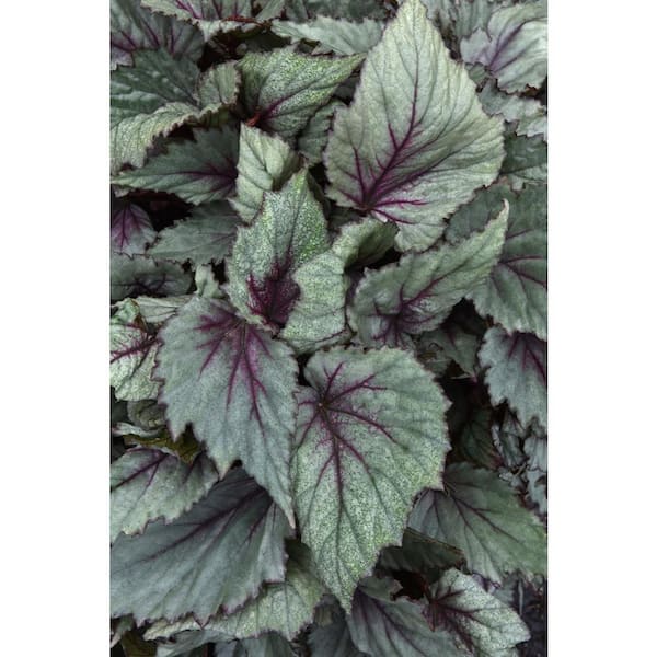 national PLANT NETWORK 4 in. Jurassic Dino Dragon Fruit Rex Begonia Plants in Grower Containers 3-Piece