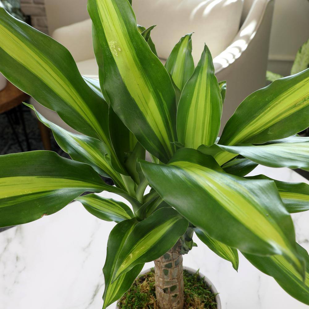 Sunrise Dracaena in Brown Ceramic Planter