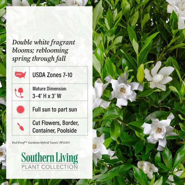 SOUTHERN LIVING 2 Gal. Fool Proof Gardenia, Evergreen Shrub with