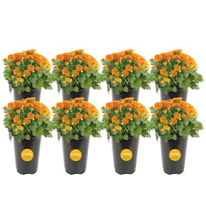 Orange Ready to Bloom Fall Chrysanthemum Outdoor Plant in 1 Qt. Grower Pot, Avg. Shipping Height 8 in. Tall (8-Pack)