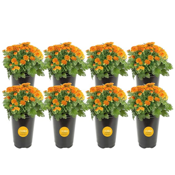 Costa Farms Orange Ready to Bloom Fall Chrysanthemum Outdoor Plant in 1 Qt. Grower Pot, Avg. Shipping Height 8 in. Tall (8-Pack)