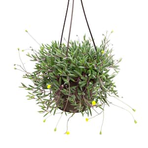 6 in. Ruby Necklace (Othonna Capensis) Live Houseplant in Hanging Basket