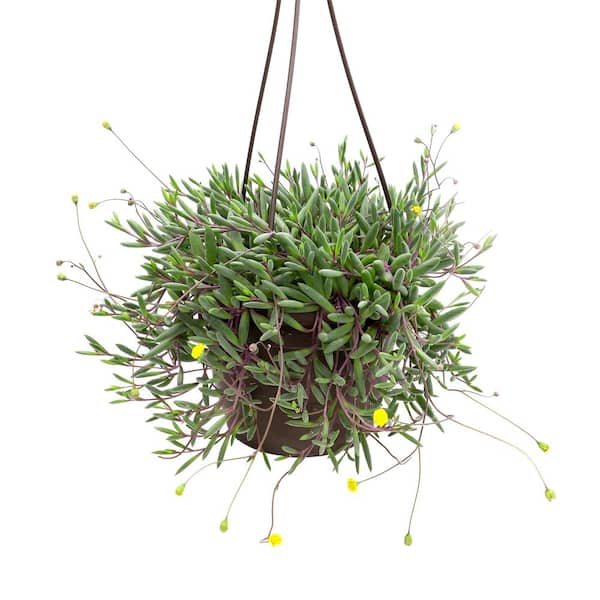 ALTMAN PLANTS 6 in. Ruby Necklace (Othonna Capensis) Live Houseplant in Hanging Basket