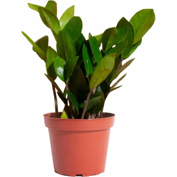 Shop Succulents ZZ Plant, Live Indoor , Easy Care Air Purifying Houseplant Potted in 4 in. Grower Pot