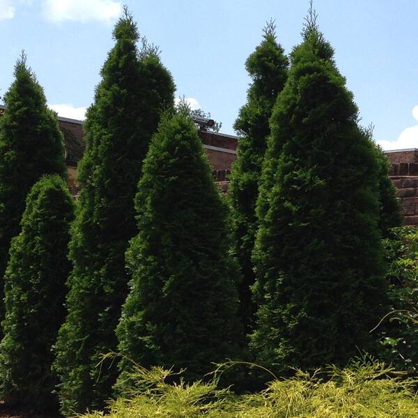 PROVEN WINNERS 3 Gal. 3 ft. Tall North Pole Arborvitae Shrub