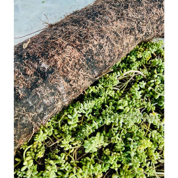 Coral Sedum (Roll Form Groundcover) Plant-Drought and Rabbit Resistant Stonecrop for Full Sun, Wall-to-Wall Coverage