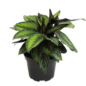 Calathea Ornata Pet Friendly Striped Prayer Plant Live Indoor Houseplant 6 in. Grower Pot