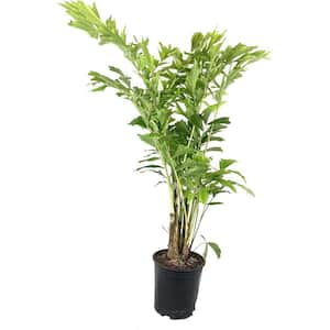 Fishtail Palm-Live Plant in an 10 Inch Growers Pot-Caryota Mitis-Beautiful Clean Air Indoor Outdoor Houseplant