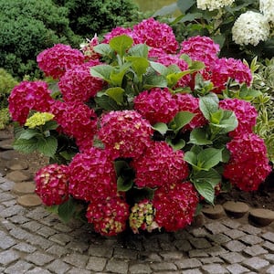 4 in. Red Beauty Hydrangea Shrub with Red Flowers (4-Piece)