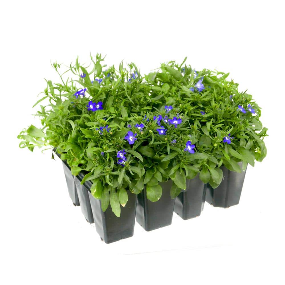 Annual Lobelia Blue 212PK - 1 Pack