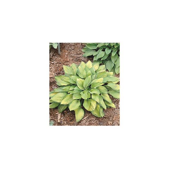 Vigoro 1 Qt. Icon Asiatic Lily Plant