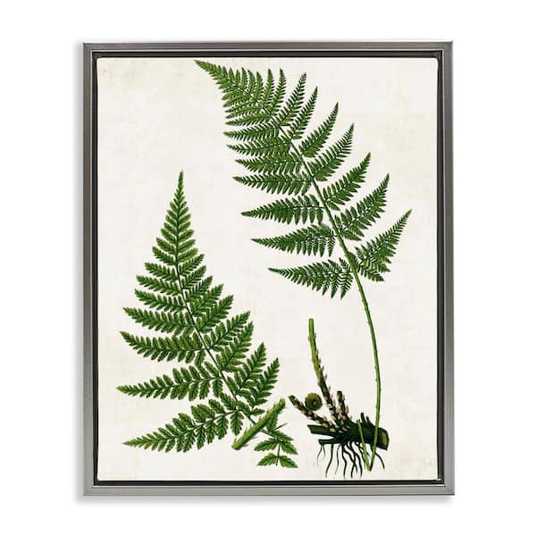 Stupell Industries Two Ferns Nature Study by Susan Arnot Gray Floater Frame Nature Graphic Art Print 31 in. x 25 in.