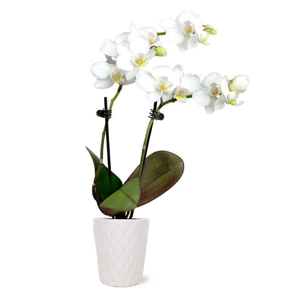 Orchid (Phalaenopsis) Mini White with Yellow Throat Plant in 2-1/2 in. White Ceramic Pottery -  Just Add Ice, J5001