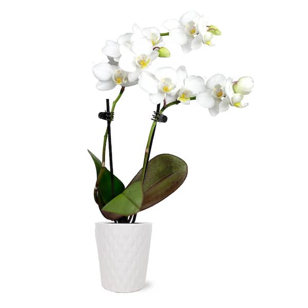 Just Add Ice Orchid (Phalaenopsis) Mini White with Yellow Throat Plant in 2-1/2 in. White Ceramic Pottery