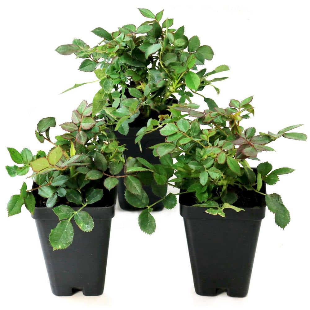 2.5 in. Rose Miniature Sunblaze Watermelon with Red Flowers (3-Pack) price history on PriceWatchPro