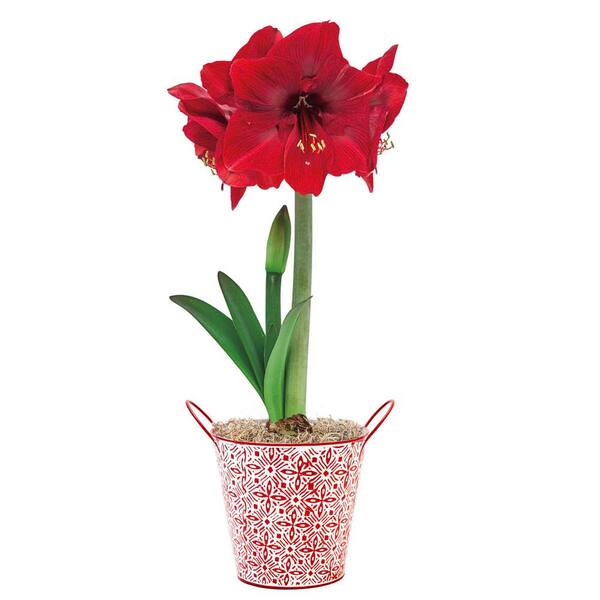 Breck S Miracle Red Flowering Amaryllis Hippaestrum Bulb Kit With Decorative 6 In Pot 78251 The Home Depot Breck S Miracle Red Flowering Amaryllis Hippaestrum Bulb Kit With Decorative 6 In Pot 78251 The Home Depot