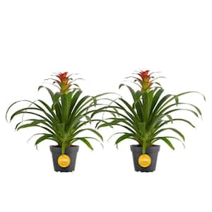 Grower's Choice Bromeliad Indoor Plant in 6 in. Grower Pot, Avg. Shipping Height 1-2 ft. Tall (2-Pack)