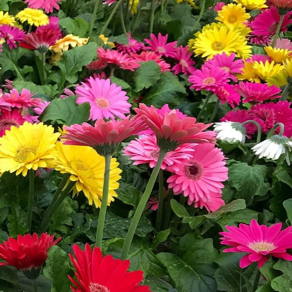 Vigoro 1 Gal. Vigoro EZ Daisy Garvinea Annual Plant (1-Pack)