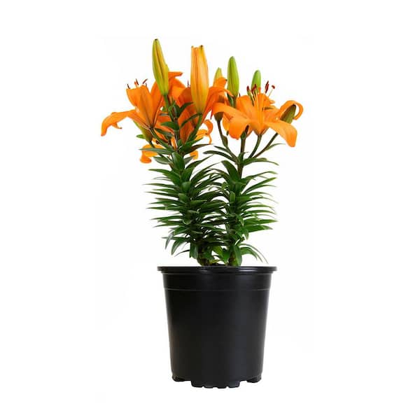 ALTMAN PLANTS 2.6 QT. #1 Asiatic Lily Perennial Plant with Orange Flowers