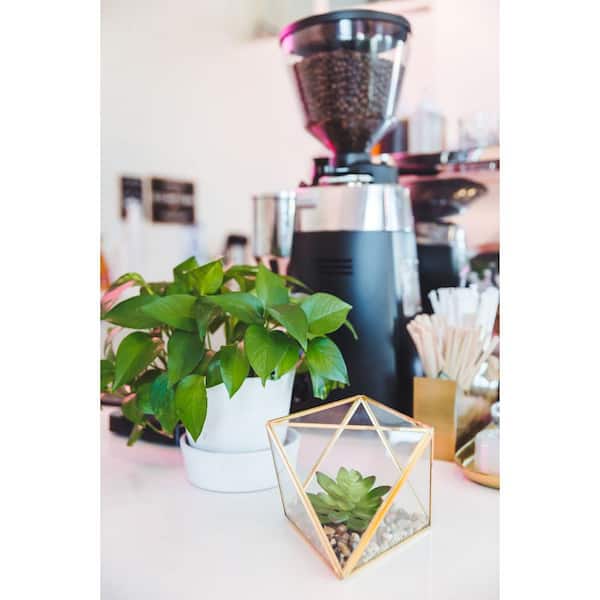 large money tree plant for sale Money Tree Indoor Plant