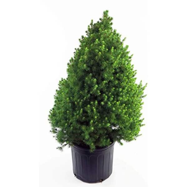 Green Promise Farms 3 gal. Dwarf Alberta Spruce, Live Plant with Green Foliage and Pyramidal Form, Zone 3-8 (1 Pack)