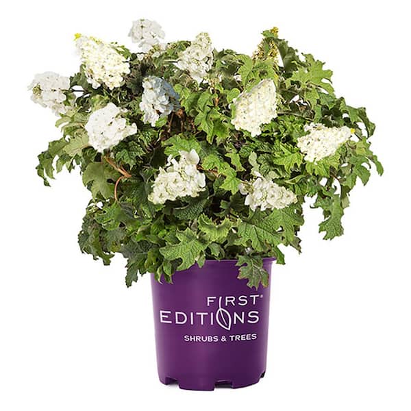Hydrangea Flower Bud Vase/ Taper Candle Holder – The Oaks
