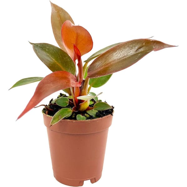 Philodendron Sun Red-Live Starter Plant in 2 in Growers Pot-Rare and Elegant Indoor Houseplant
