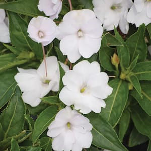 1 Qt. Compact White SunPatiens Impatiens Outdoor Annual Plant with White-Cream Flowers