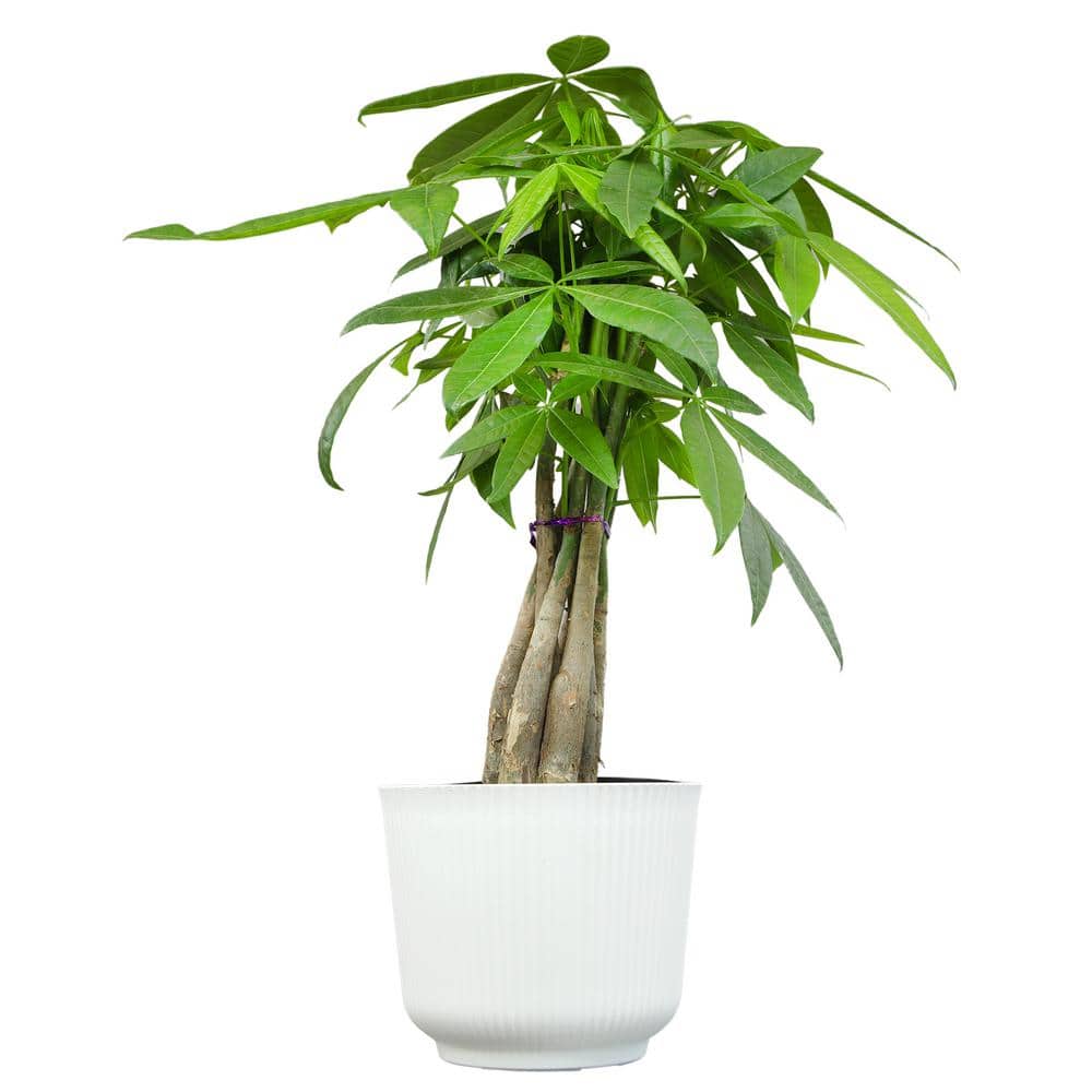 Money Tree Houseplant (Approximately 20 in. Tall) Pet-Friendly Plant Gift in White Decorative Pot price history on PriceWatchPro