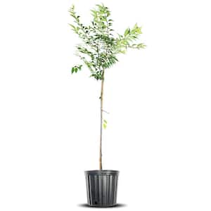 4-5 ft. Tall Okame Japanese Cherry Tree in Grower's Pot, Beautiful Early Spring Blooms