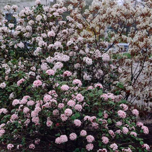 Spring Hill Nurseries 4 in. Pot Korean Spice Fragarent Viburnum Live Dediduous Shrub with White Flowers (1-Pack)