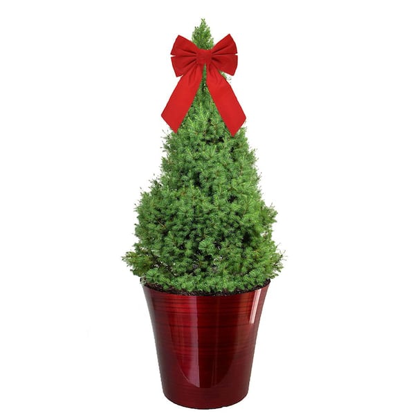 Unbranded 3 Gal. Dwarf Alberta Spruce Shrub in Decorative Pot and Bow with Dense Green Needle Like Foliage