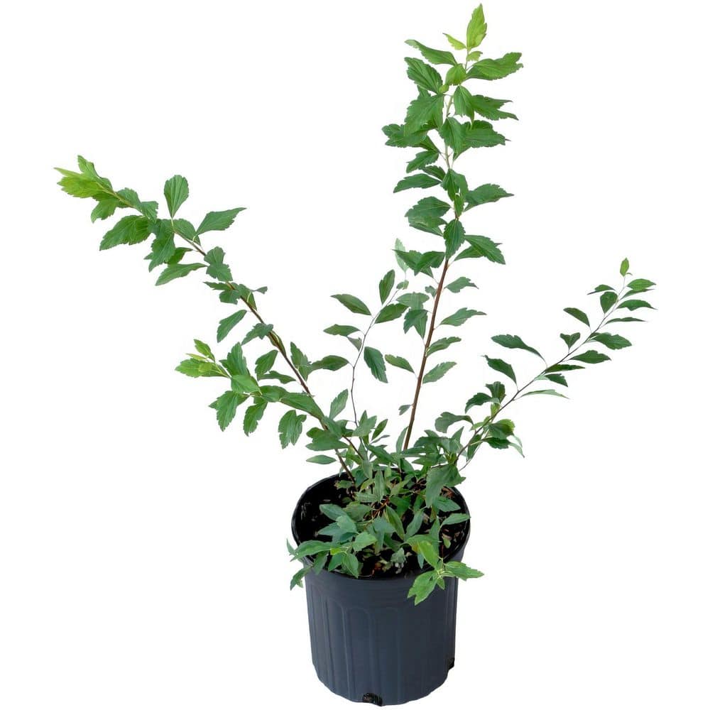 1 Gal. Spirea Reeves Shrub with White Flowers (8-Pack) price history on PriceWatchPro