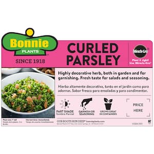 19 oz. Curled Parsley Herb Plant (2-Pack)