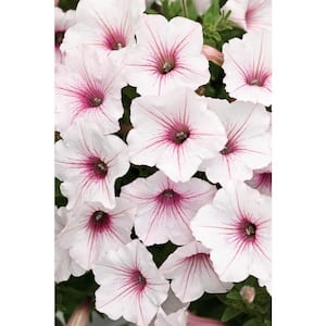 4.25 in. Grande Supertunia Vista Silverberry (Petunia) Live Plants, White & Pink Flowers (4-Pack)