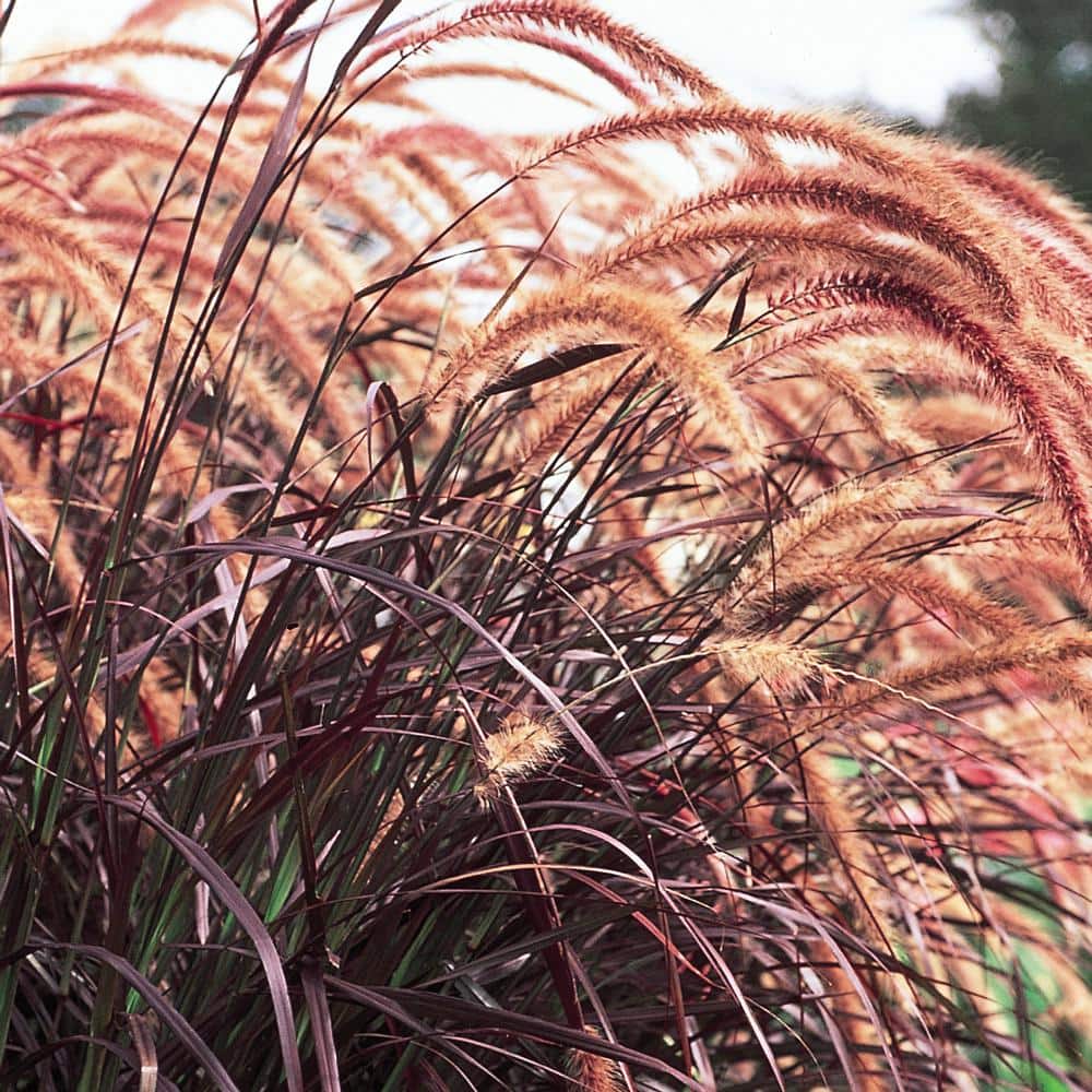 Millet Plant in 10 in. Planter 1005173762 The Home Depot