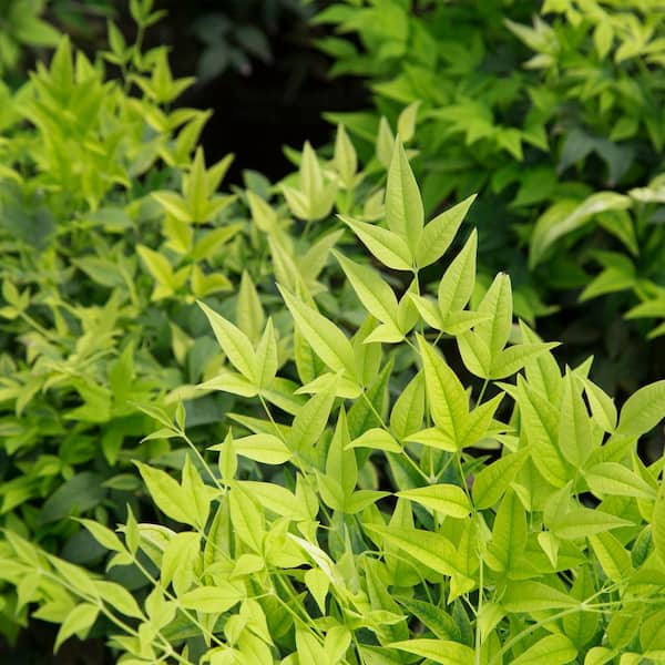 2 Gal. Lemon Lime Nandina Shrub with Lime Green Foliage