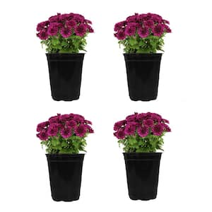 1 qt. Purple Mum Chrysanthemum (4-Pack)