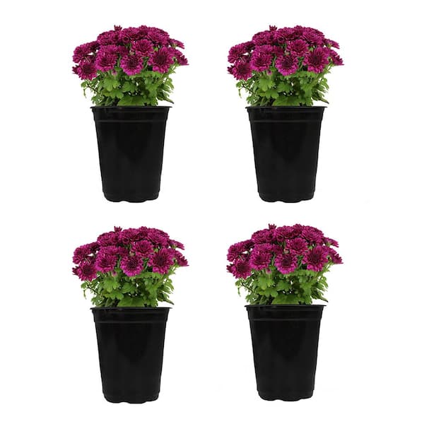 ALTMAN PLANTS 1 qt. Purple Mum Chrysanthemum (4-Pack) 0881141 - The ...