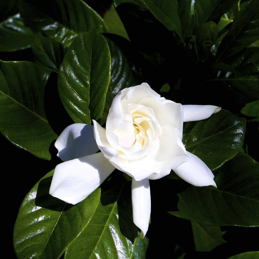 1 Gallon White Gardenia Jasminoides Shrub in Black Pot