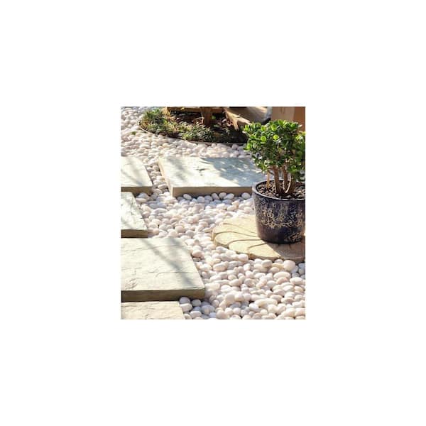 tiny succulent plants Mini Succulent Arrangement main image 0