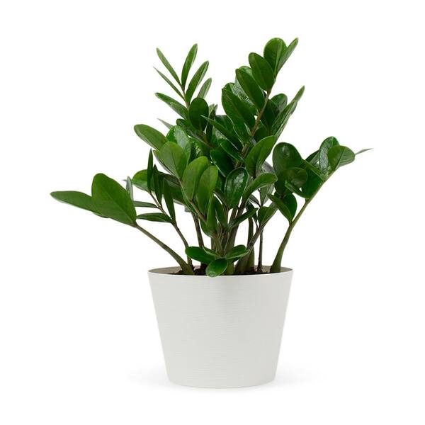 Pure Beauty Farms 1.5 Qt. ZZ Plant Zamioculcas in 6 in