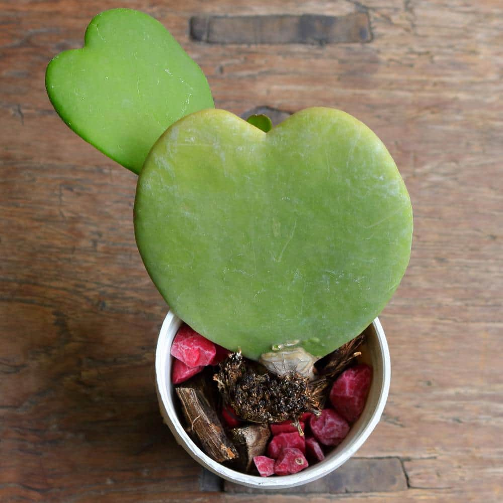 National Plant Network 6 cm Heart Plant Hoya Plant in Grower Pot (4 ...