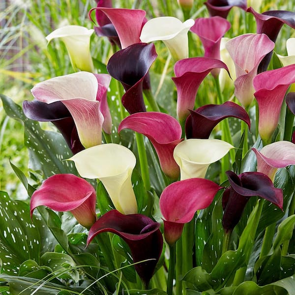 14/Plus cm, Purple Rain Mixed Calla Lily Flower Bulbs (Bag of 10)