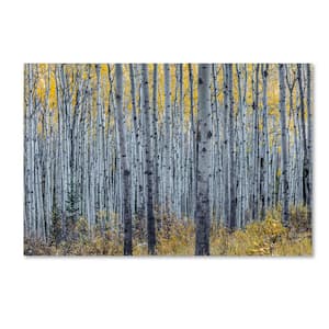 Forest of Aspen Trees by Pierre Leclerc Floater Frame Nature Wall Art 12 in. x 19 in.