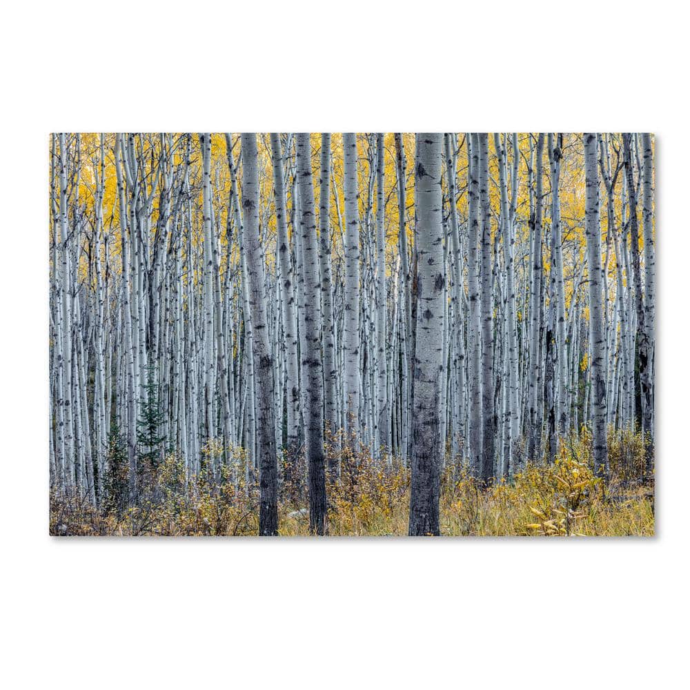 Forest of Aspen Trees Framed Canvas Art Print, 20" x 25"