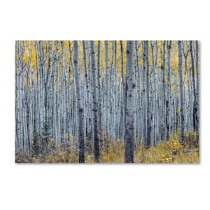 Forest of Aspen Trees by Pierre Leclerc Floater Frame Nature Wall Art 16 in. x 24 in.